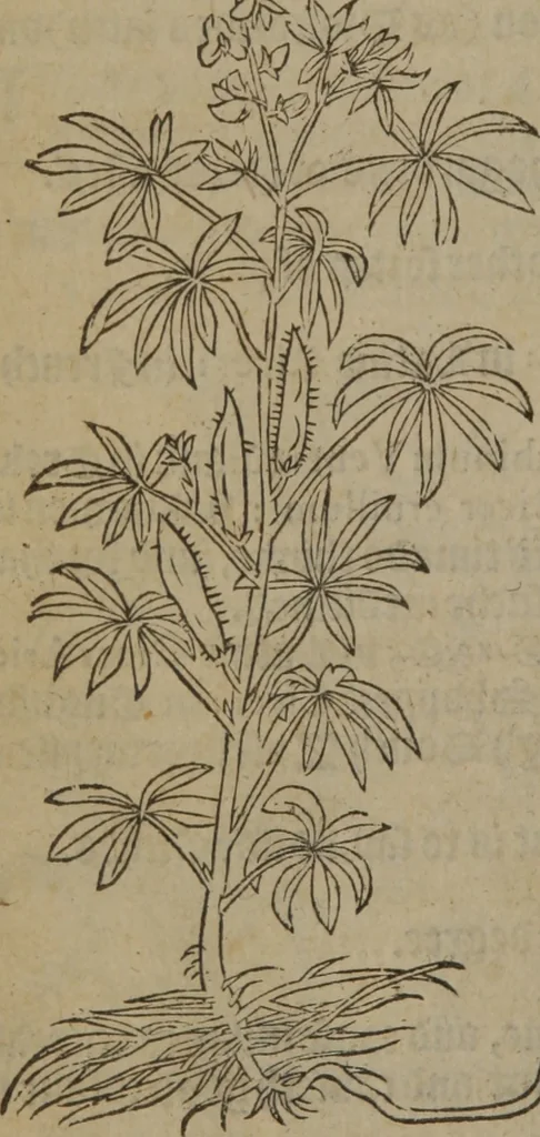 An illustration from A nievve herball, or Historie of plantes : wherein is contayned the whole discourse and perfect description of all sortes of herbes and plantes : their divers & sundry kindes ... and that not onely of those whiche are here growyng in this our countrie of Englande, but of all others also of forrayne realmes commonly used in physicke ; first set foorth in the Doutche or Almaigne tongue, 1578, leaf 507