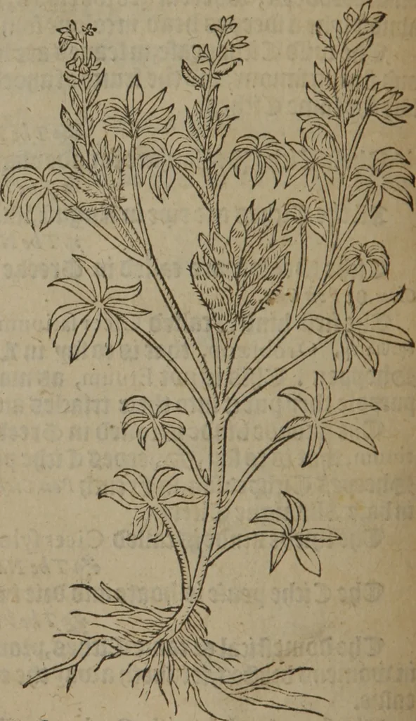An illustration from A nievve herball, or Historie of plantes : wherein is contayned the whole discourse and perfect description of all sortes of herbes and plantes : their divers & sundry kindes ... and that not onely of those whiche are here growyng in this our countrie of Englande, but of all others also of forrayne realmes commonly used in physicke ; first set foorth in the Doutche or Almaigne tongue, 1578, leaf 507
