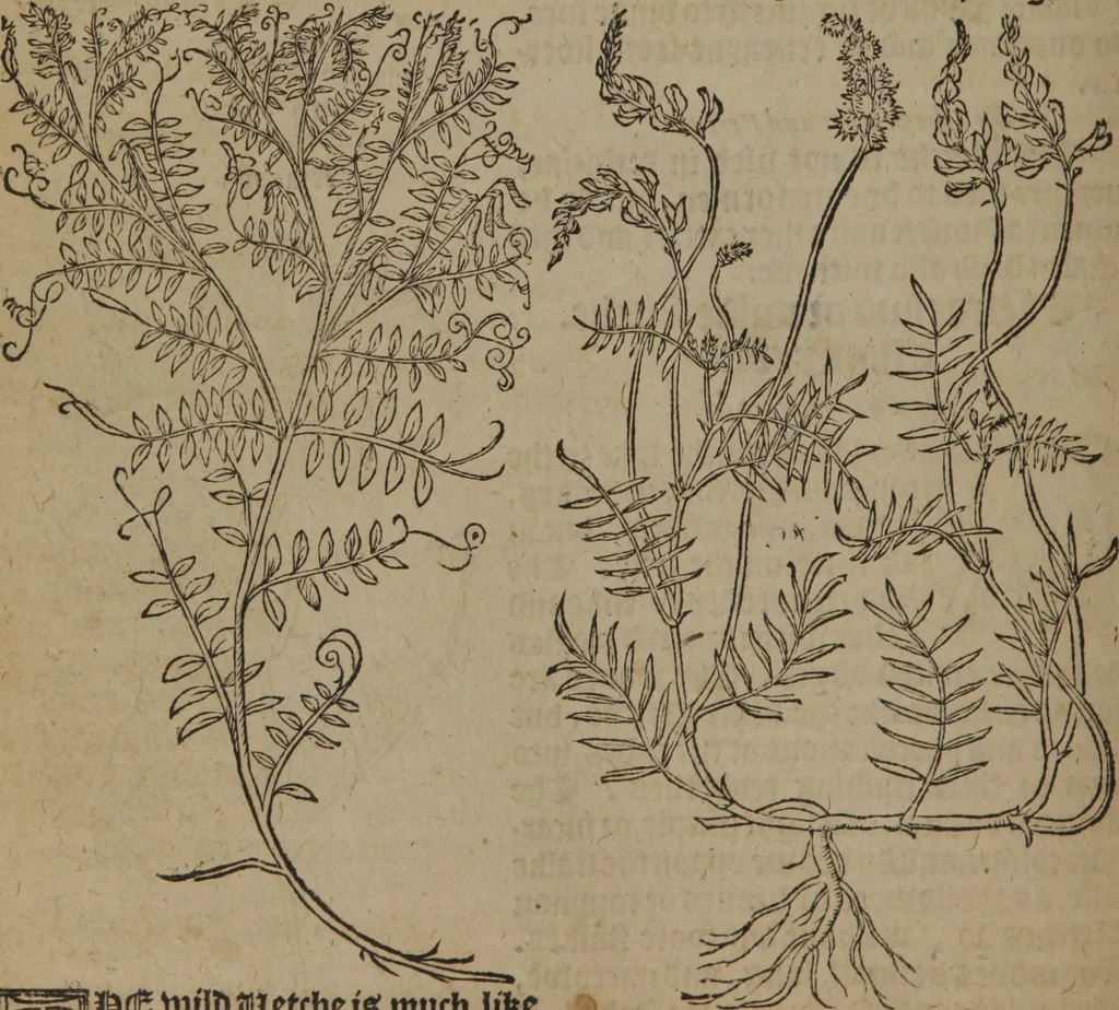 An illustration from A nievve herball, or Historie of plantes : wherein is contayned the whole discourse and perfect description of all sortes of herbes and plantes : their divers & sundry kindes ... and that not onely of those whiche are here growyng in this our countrie of Englande, but of all others also of forrayne realmes commonly used in physicke ; first set foorth in the Doutche or Almaigne tongue, 1578, leaf 511