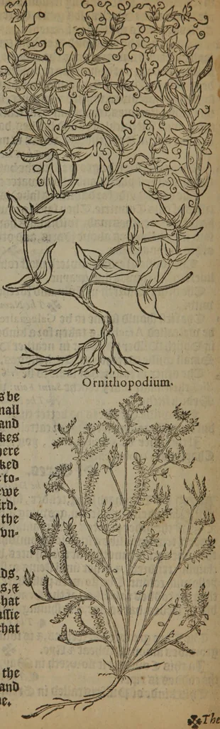 An illustration from A nievve herball, or Historie of plantes : wherein is contayned the whole discourse and perfect description of all sortes of herbes and plantes : their divers & sundry kindes ... and that not onely of those whiche are here growyng in this our countrie of Englande, but of all others also of forrayne realmes commonly used in physicke ; first set foorth in the Doutche or Almaigne tongue, 1578, leaf 513