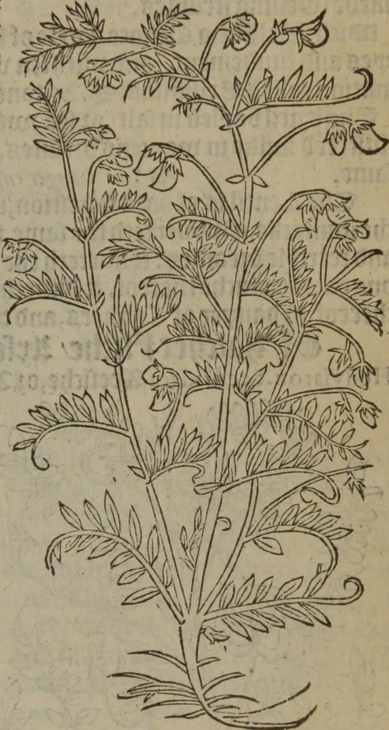 An illustration from A nievve herball, or Historie of plantes : wherein is contayned the whole discourse and perfect description of all sortes of herbes and plantes : their divers & sundry kindes ... and that not onely of those whiche are here growyng in this our countrie of Englande, but of all others also of forrayne realmes commonly used in physicke ; first set foorth in the Doutche or Almaigne tongue, 1578, leaf 514