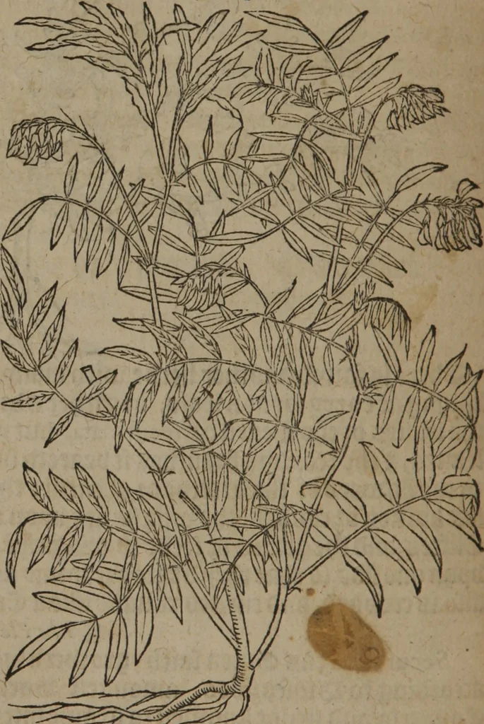 An illustration from A nievve herball, or Historie of plantes : wherein is contayned the whole discourse and perfect description of all sortes of herbes and plantes : their divers & sundry kindes ... and that not onely of those whiche are here growyng in this our countrie of Englande, but of all others also of forrayne realmes commonly used in physicke ; first set foorth in the Doutche or Almaigne tongue, 1578, leaf 517