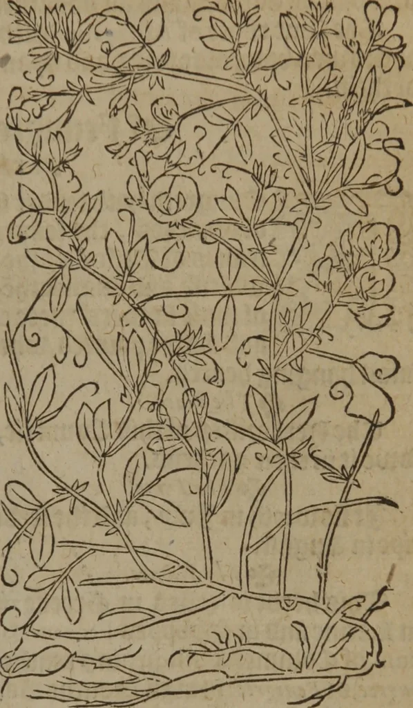 An illustration from A nievve herball, or Historie of plantes : wherein is contayned the whole discourse and perfect description of all sortes of herbes and plantes : their divers & sundry kindes ... and that not onely of those whiche are here growyng in this our countrie of Englande, but of all others also of forrayne realmes commonly used in physicke ; first set foorth in the Doutche or Almaigne tongue, 1578, leaf 518