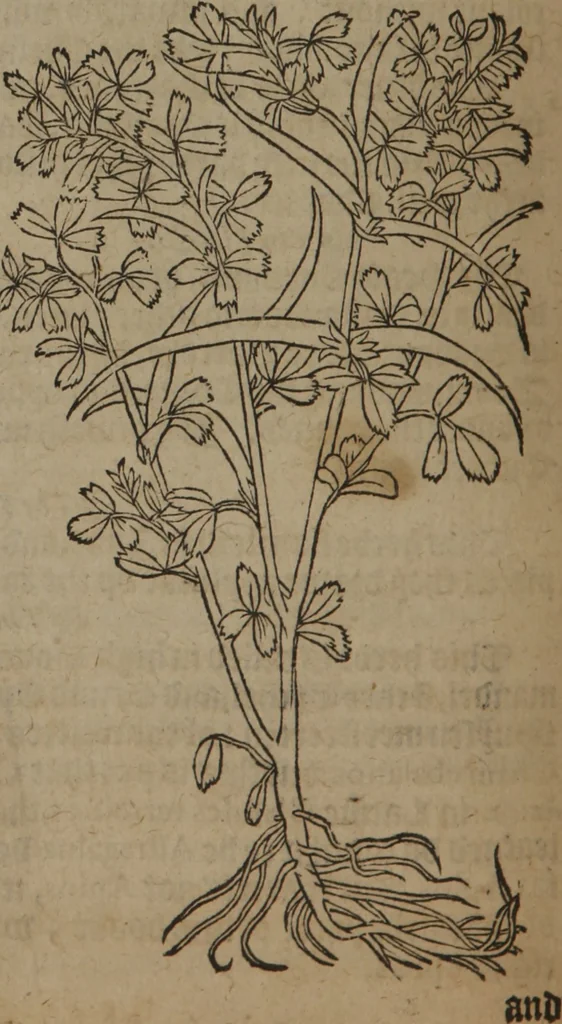 An illustration from A nievve herball, or Historie of plantes : wherein is contayned the whole discourse and perfect description of all sortes of herbes and plantes : their divers & sundry kindes ... and that not onely of those whiche are here growyng in this our countrie of Englande, but of all others also of forrayne realmes commonly used in physicke ; first set foorth in the Doutche or Almaigne tongue, 1578, leaf 519