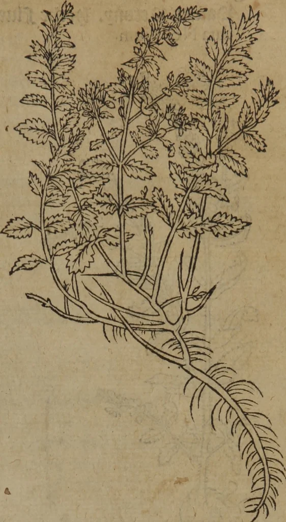 An illustration from A nievve herball, or Historie of plantes : wherein is contayned the whole discourse and perfect description of all sortes of herbes and plantes : their divers & sundry kindes ... and that not onely of those whiche are here growyng in this our countrie of Englande, but of all others also of forrayne realmes commonly used in physicke ; first set foorth in the Doutche or Almaigne tongue, 1578, leaf 52