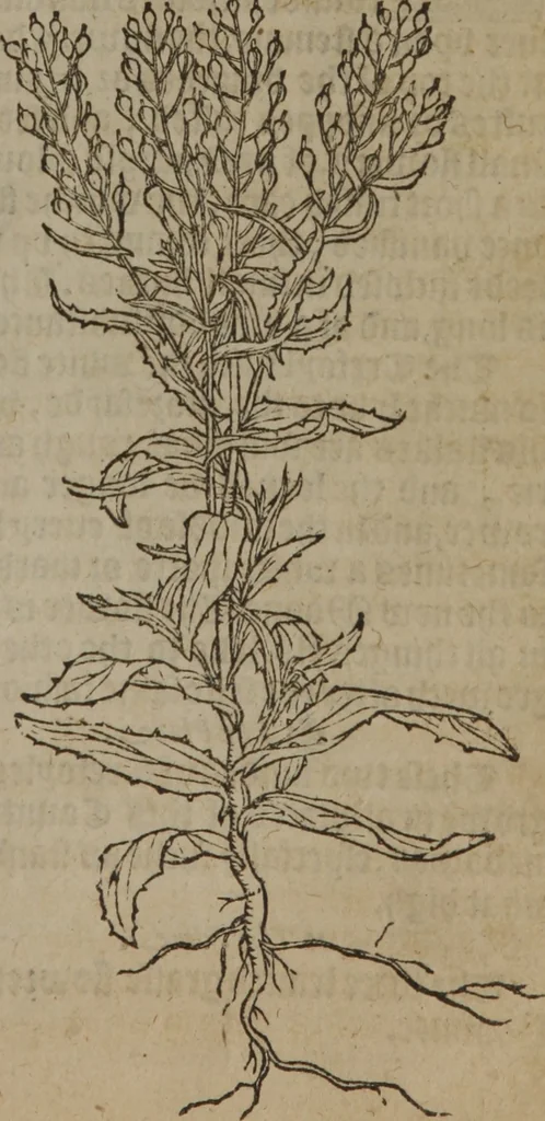An illustration from A nievve herball, or Historie of plantes : wherein is contayned the whole discourse and perfect description of all sortes of herbes and plantes : their divers & sundry kindes ... and that not onely of those whiche are here growyng in this our countrie of Englande, but of all others also of forrayne realmes commonly used in physicke ; first set foorth in the Doutche or Almaigne tongue, 1578, leaf 520