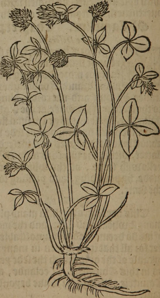 An illustration from A nievve herball, or Historie of plantes : wherein is contayned the whole discourse and perfect description of all sortes of herbes and plantes : their divers & sundry kindes ... and that not onely of those whiche are here growyng in this our countrie of Englande, but of all others also of forrayne realmes commonly used in physicke ; first set foorth in the Doutche or Almaigne tongue, 1578, leaf 521