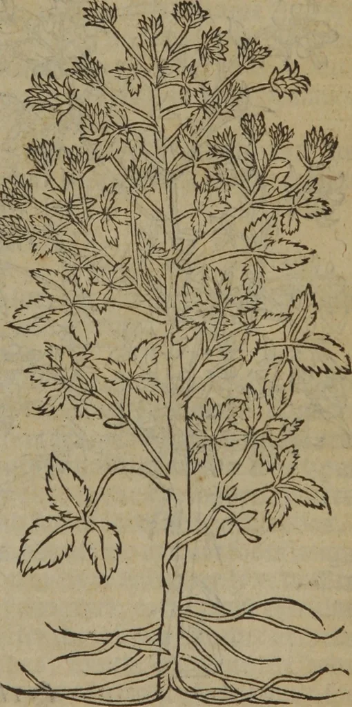 An illustration from A nievve herball, or Historie of plantes : wherein is contayned the whole discourse and perfect description of all sortes of herbes and plantes : their divers & sundry kindes ... and that not onely of those whiche are here growyng in this our countrie of Englande, but of all others also of forrayne realmes commonly used in physicke ; first set foorth in the Doutche or Almaigne tongue, 1578, leaf 522