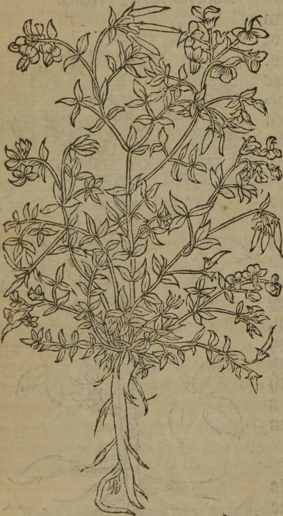 An illustration from A nievve herball, or Historie of plantes : wherein is contayned the whole discourse and perfect description of all sortes of herbes and plantes : their divers & sundry kindes ... and that not onely of those whiche are here growyng in this our countrie of Englande, but of all others also of forrayne realmes commonly used in physicke ; first set foorth in the Doutche or Almaigne tongue, 1578, leaf 523