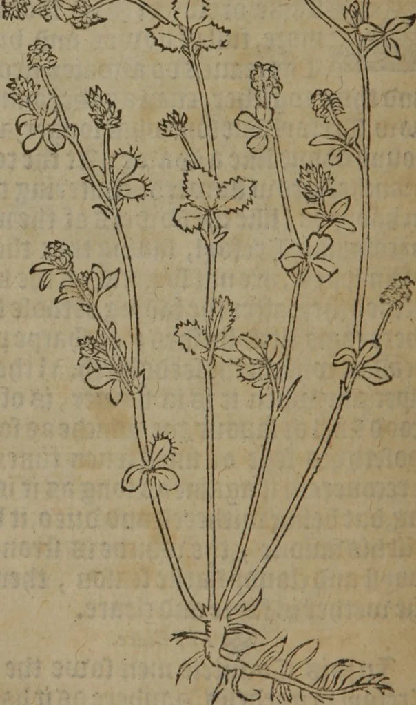 An illustration from A nievve herball, or Historie of plantes : wherein is contayned the whole discourse and perfect description of all sortes of herbes and plantes : their divers & sundry kindes ... and that not onely of those whiche are here growyng in this our countrie of Englande, but of all others also of forrayne realmes commonly used in physicke ; first set foorth in the Doutche or Almaigne tongue, 1578, leaf 523