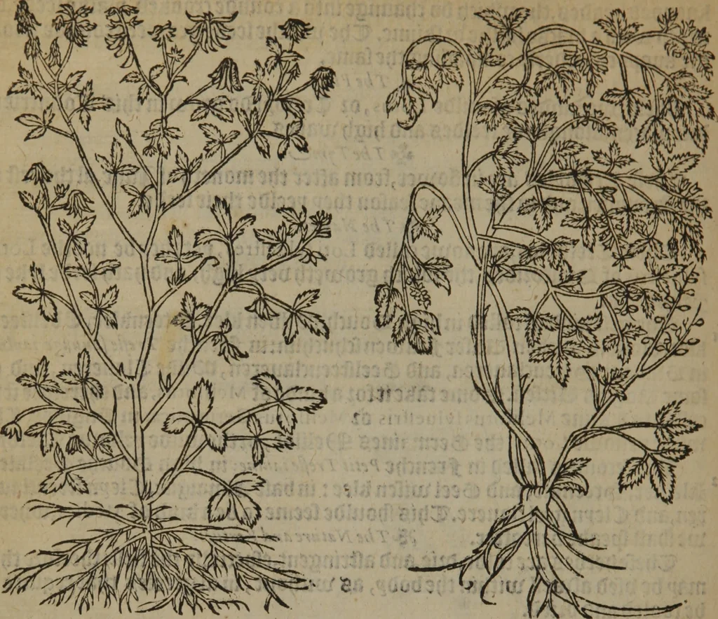 An illustration from A nievve herball, or Historie of plantes : wherein is contayned the whole discourse and perfect description of all sortes of herbes and plantes : their divers & sundry kindes ... and that not onely of those whiche are here growyng in this our countrie of Englande, but of all others also of forrayne realmes commonly used in physicke ; first set foorth in the Doutche or Almaigne tongue, 1578, leaf 525