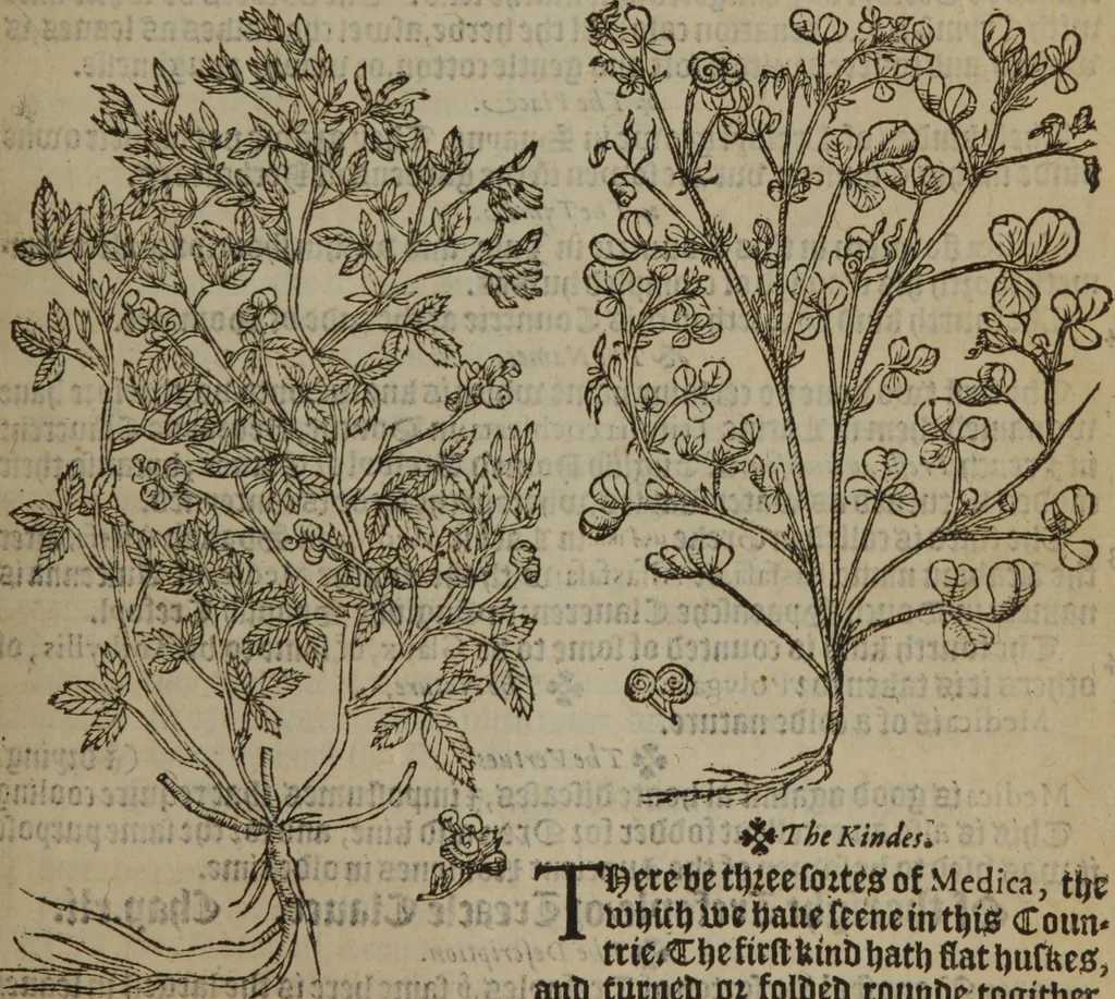An illustration from A nievve herball, or Historie of plantes : wherein is contayned the whole discourse and perfect description of all sortes of herbes and plantes : their divers & sundry kindes ... and that not onely of those whiche are here growyng in this our countrie of Englande, but of all others also of forrayne realmes commonly used in physicke ; first set foorth in the Doutche or Almaigne tongue, 1578, leaf 526