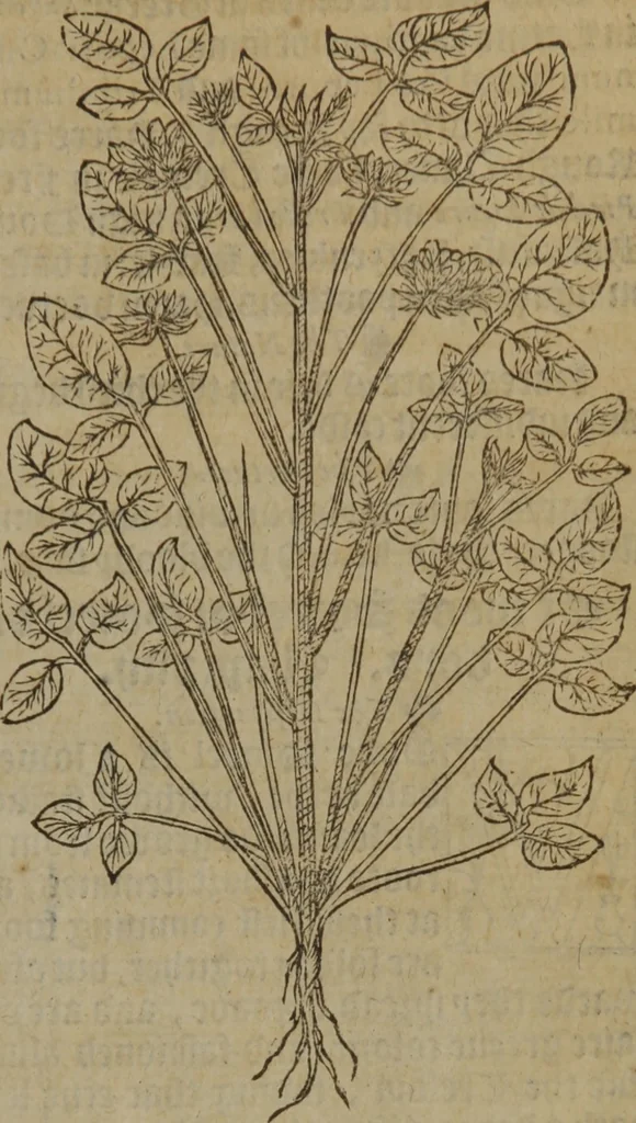 An illustration from A nievve herball, or Historie of plantes : wherein is contayned the whole discourse and perfect description of all sortes of herbes and plantes : their divers & sundry kindes ... and that not onely of those whiche are here growyng in this our countrie of Englande, but of all others also of forrayne realmes commonly used in physicke ; first set foorth in the Doutche or Almaigne tongue, 1578, leaf 528