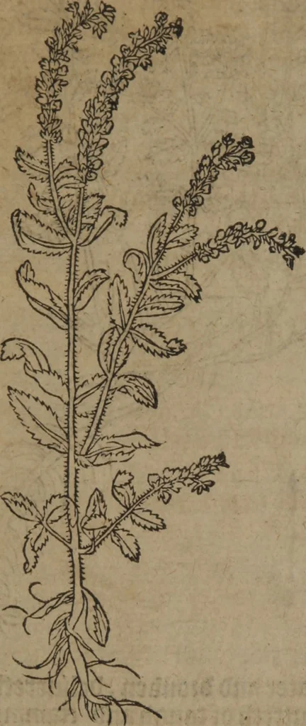 An illustration from A nievve herball, or Historie of plantes : wherein is contayned the whole discourse and perfect description of all sortes of herbes and plantes : their divers & sundry kindes ... and that not onely of those whiche are here growyng in this our countrie of Englande, but of all others also of forrayne realmes commonly used in physicke ; first set foorth in the Doutche or Almaigne tongue, 1578, leaf 53