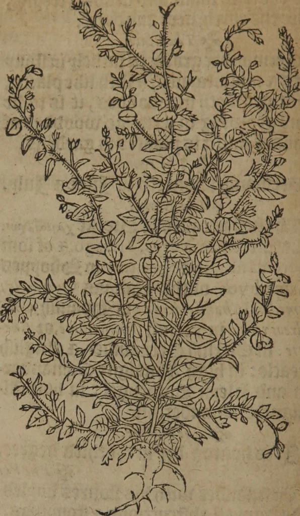 An illustration from A nievve herball, or Historie of plantes : wherein is contayned the whole discourse and perfect description of all sortes of herbes and plantes : their divers & sundry kindes ... and that not onely of those whiche are here growyng in this our countrie of Englande, but of all others also of forrayne realmes commonly used in physicke ; first set foorth in the Doutche or Almaigne tongue, 1578, leaf 53