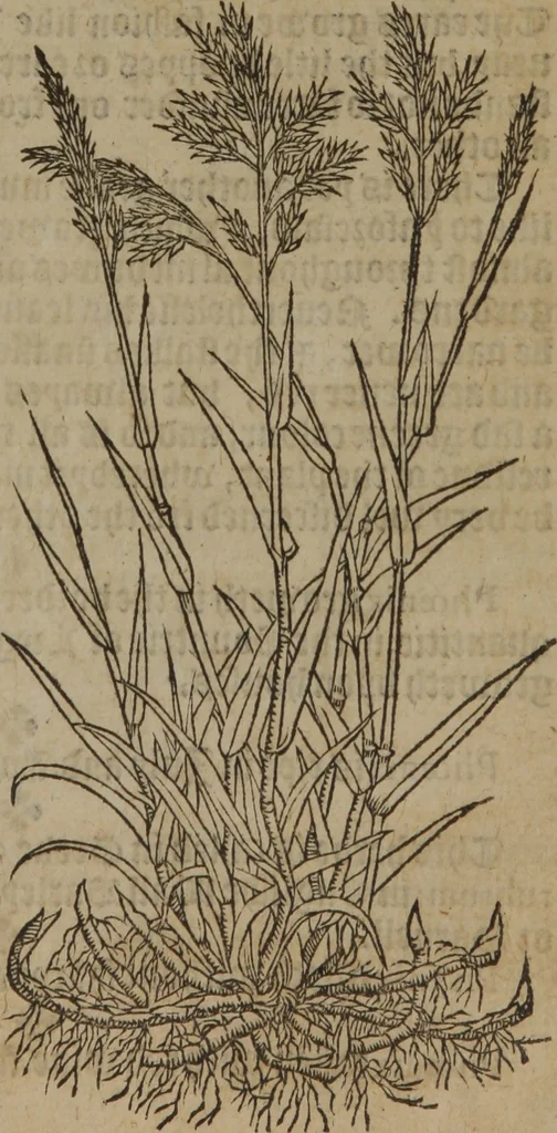 An illustration from A nievve herball, or Historie of plantes : wherein is contayned the whole discourse and perfect description of all sortes of herbes and plantes : their divers & sundry kindes ... and that not onely of those whiche are here growyng in this our countrie of Englande, but of all others also of forrayne realmes commonly used in physicke ; first set foorth in the Doutche or Almaigne tongue, 1578, leaf 530