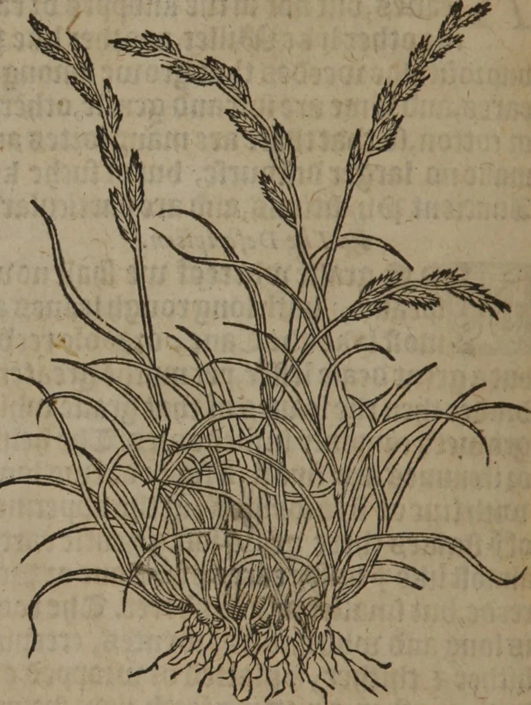 An illustration from A nievve herball, or Historie of plantes : wherein is contayned the whole discourse and perfect description of all sortes of herbes and plantes : their divers & sundry kindes ... and that not onely of those whiche are here growyng in this our countrie of Englande, but of all others also of forrayne realmes commonly used in physicke ; first set foorth in the Doutche or Almaigne tongue, 1578, leaf 531