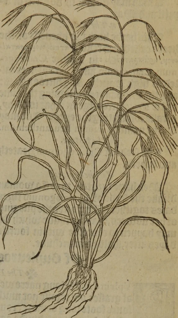 An illustration from A nievve herball, or Historie of plantes : wherein is contayned the whole discourse and perfect description of all sortes of herbes and plantes : their divers & sundry kindes ... and that not onely of those whiche are here growyng in this our countrie of Englande, but of all others also of forrayne realmes commonly used in physicke ; first set foorth in the Doutche or Almaigne tongue, 1578, leaf 532