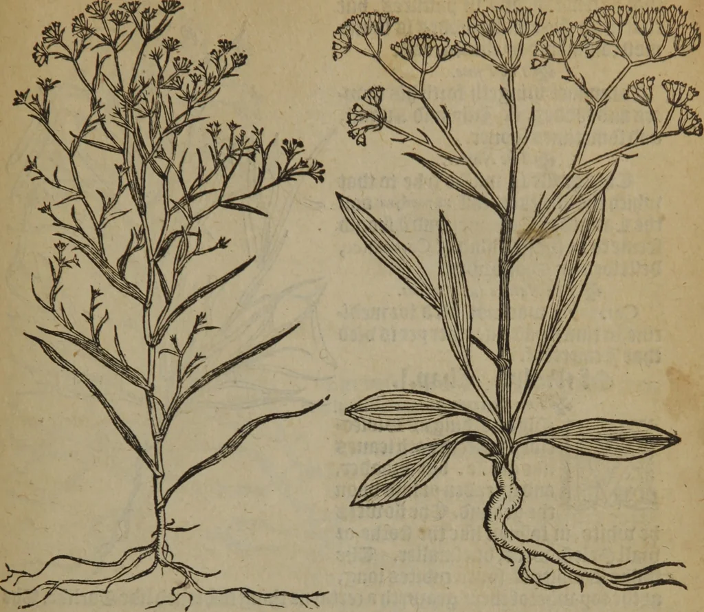 An illustration from A nievve herball, or Historie of plantes : wherein is contayned the whole discourse and perfect description of all sortes of herbes and plantes : their divers & sundry kindes ... and that not onely of those whiche are here growyng in this our countrie of Englande, but of all others also of forrayne realmes commonly used in physicke ; first set foorth in the Doutche or Almaigne tongue, 1578, leaf 534