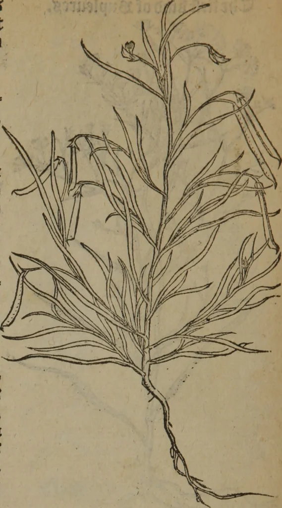 An illustration from A nievve herball, or Historie of plantes : wherein is contayned the whole discourse and perfect description of all sortes of herbes and plantes : their divers & sundry kindes ... and that not onely of those whiche are here growyng in this our countrie of Englande, but of all others also of forrayne realmes commonly used in physicke ; first set foorth in the Doutche or Almaigne tongue, 1578, leaf 535