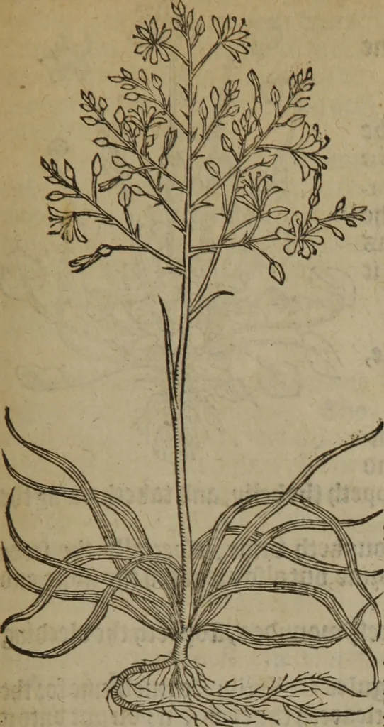 An illustration from A nievve herball, or Historie of plantes : wherein is contayned the whole discourse and perfect description of all sortes of herbes and plantes : their divers & sundry kindes ... and that not onely of those whiche are here growyng in this our countrie of Englande, but of all others also of forrayne realmes commonly used in physicke ; first set foorth in the Doutche or Almaigne tongue, 1578, leaf 536