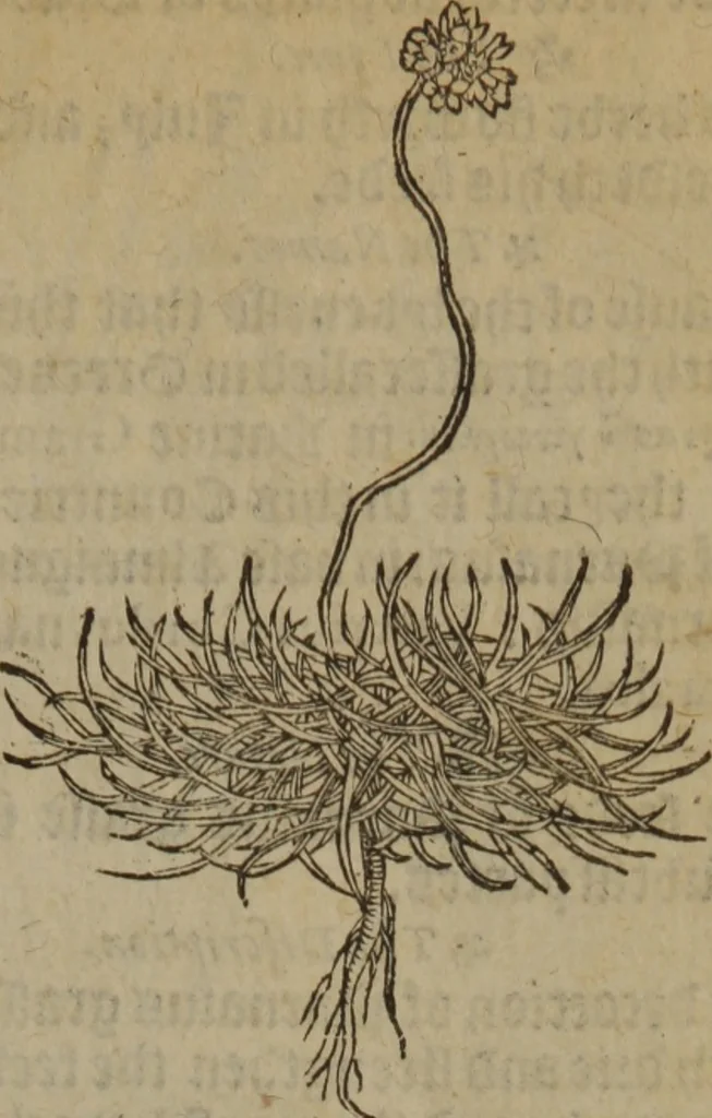 An illustration from A nievve herball, or Historie of plantes : wherein is contayned the whole discourse and perfect description of all sortes of herbes and plantes : their divers & sundry kindes ... and that not onely of those whiche are here growyng in this our countrie of Englande, but of all others also of forrayne realmes commonly used in physicke ; first set foorth in the Doutche or Almaigne tongue, 1578, leaf 536