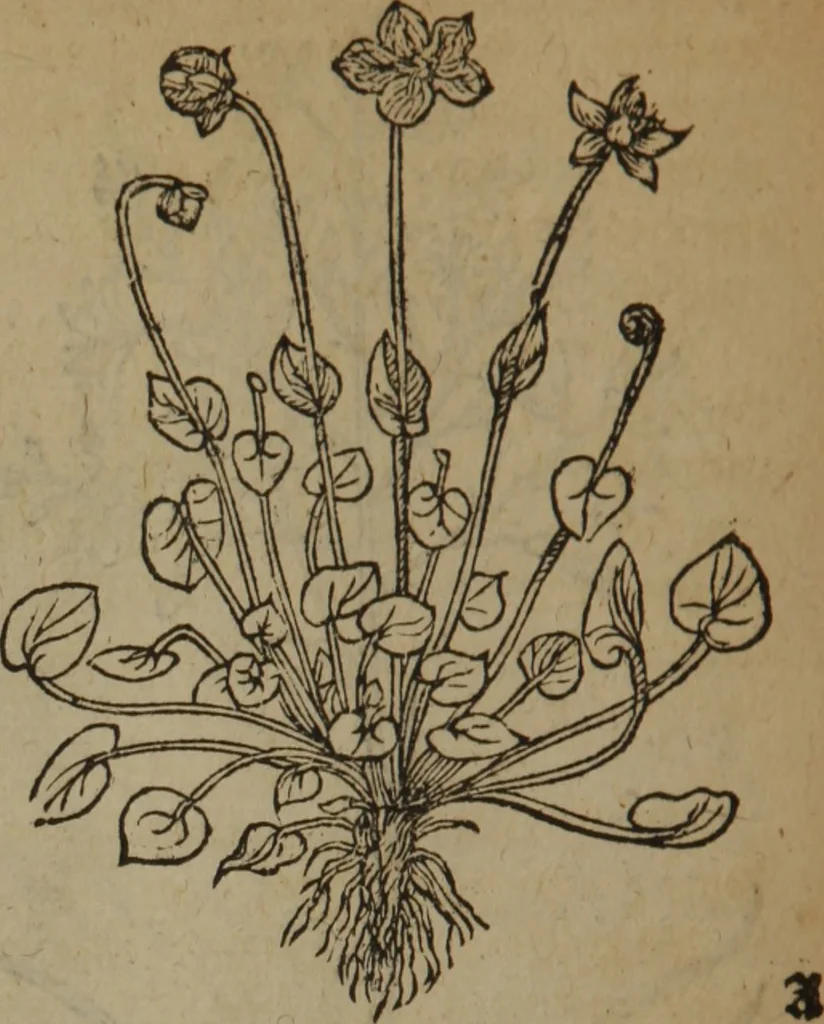 An illustration from A nievve herball, or Historie of plantes : wherein is contayned the whole discourse and perfect description of all sortes of herbes and plantes : their divers & sundry kindes ... and that not onely of those whiche are here growyng in this our countrie of Englande, but of all others also of forrayne realmes commonly used in physicke ; first set foorth in the Doutche or Almaigne tongue, 1578, leaf 537