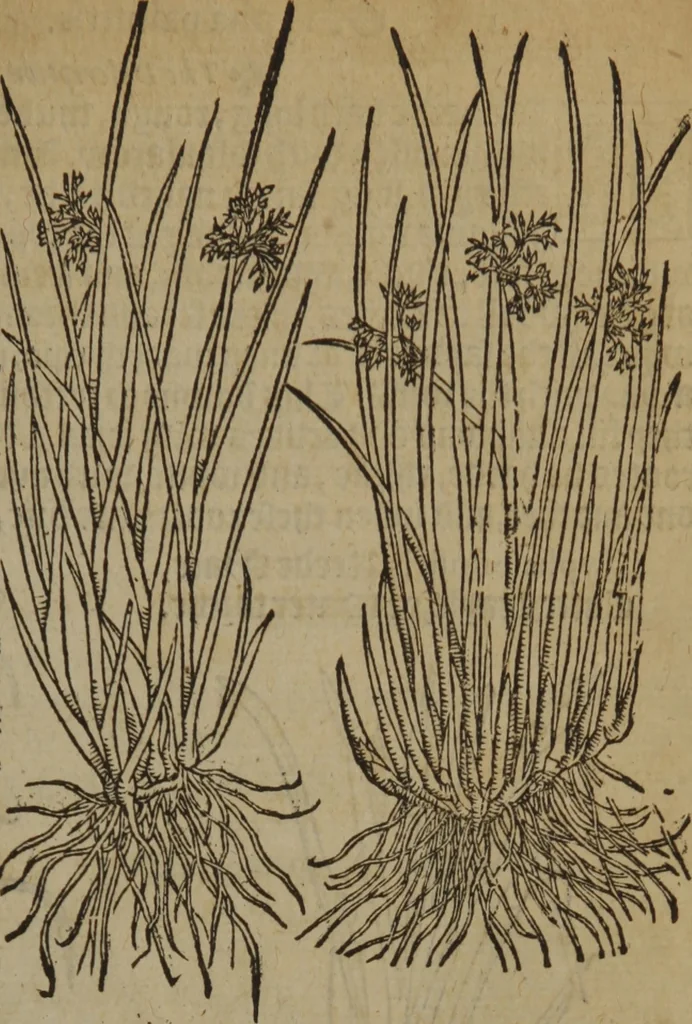 An illustration from A nievve herball, or Historie of plantes : wherein is contayned the whole discourse and perfect description of all sortes of herbes and plantes : their divers & sundry kindes ... and that not onely of those whiche are here growyng in this our countrie of Englande, but of all others also of forrayne realmes commonly used in physicke ; first set foorth in the Doutche or Almaigne tongue, 1578, leaf 538