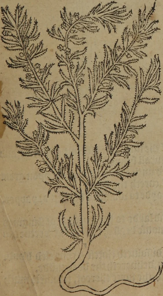 An illustration from A nievve herball, or Historie of plantes : wherein is contayned the whole discourse and perfect description of all sortes of herbes and plantes : their divers & sundry kindes ... and that not onely of those whiche are here growyng in this our countrie of Englande, but of all others also of forrayne realmes commonly used in physicke ; first set foorth in the Doutche or Almaigne tongue, 1578, leaf 54
