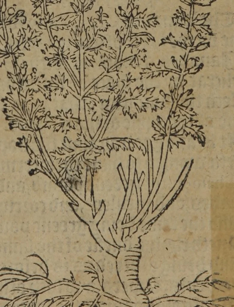 An illustration from A nievve herball, or Historie of plantes : wherein is contayned the whole discourse and perfect description of all sortes of herbes and plantes : their divers & sundry kindes ... and that not onely of those whiche are here growyng in this our countrie of Englande, but of all others also of forrayne realmes commonly used in physicke ; first set foorth in the Doutche or Almaigne tongue, 1578, leaf 54