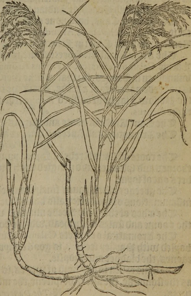 An illustration from A nievve herball, or Historie of plantes : wherein is contayned the whole discourse and perfect description of all sortes of herbes and plantes : their divers & sundry kindes ... and that not onely of those whiche are here growyng in this our countrie of Englande, but of all others also of forrayne realmes commonly used in physicke ; first set foorth in the Doutche or Almaigne tongue, 1578, leaf 540
