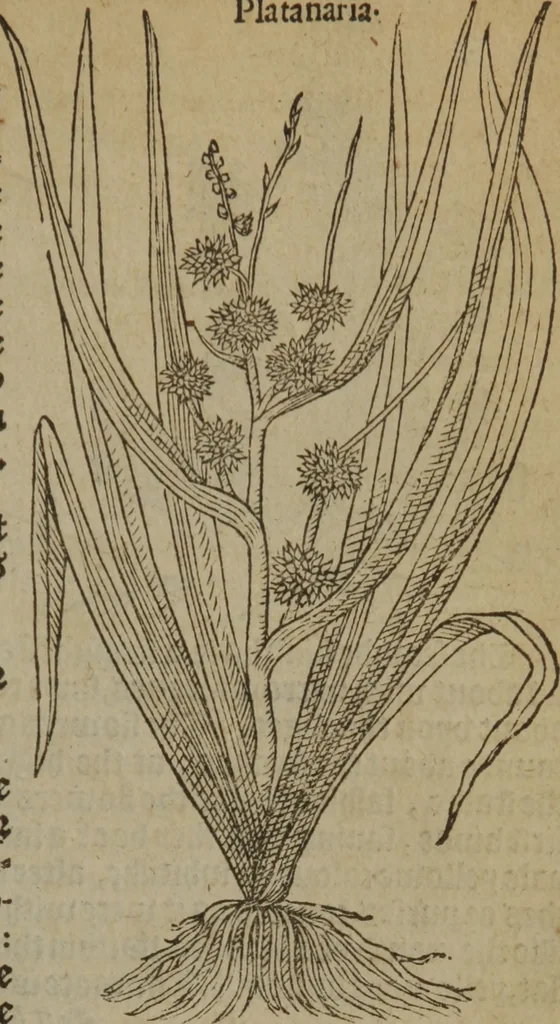 An illustration from A nievve herball, or Historie of plantes : wherein is contayned the whole discourse and perfect description of all sortes of herbes and plantes : their divers & sundry kindes ... and that not onely of those whiche are here growyng in this our countrie of Englande, but of all others also of forrayne realmes commonly used in physicke ; first set foorth in the Doutche or Almaigne tongue, 1578, leaf 542