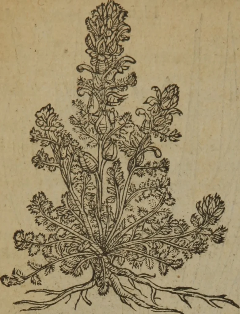 An illustration from A nievve herball, or Historie of plantes : wherein is contayned the whole discourse and perfect description of all sortes of herbes and plantes : their divers & sundry kindes ... and that not onely of those whiche are here growyng in this our countrie of Englande, but of all others also of forrayne realmes commonly used in physicke ; first set foorth in the Doutche or Almaigne tongue, 1578, leaf 543