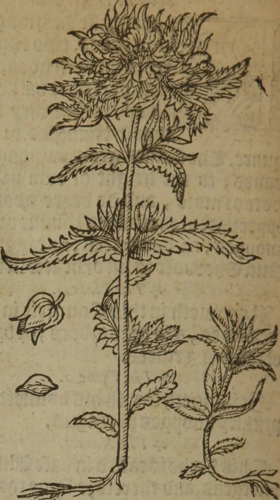 An illustration from A nievve herball, or Historie of plantes : wherein is contayned the whole discourse and perfect description of all sortes of herbes and plantes : their divers & sundry kindes ... and that not onely of those whiche are here growyng in this our countrie of Englande, but of all others also of forrayne realmes commonly used in physicke ; first set foorth in the Doutche or Almaigne tongue, 1578, leaf 543
