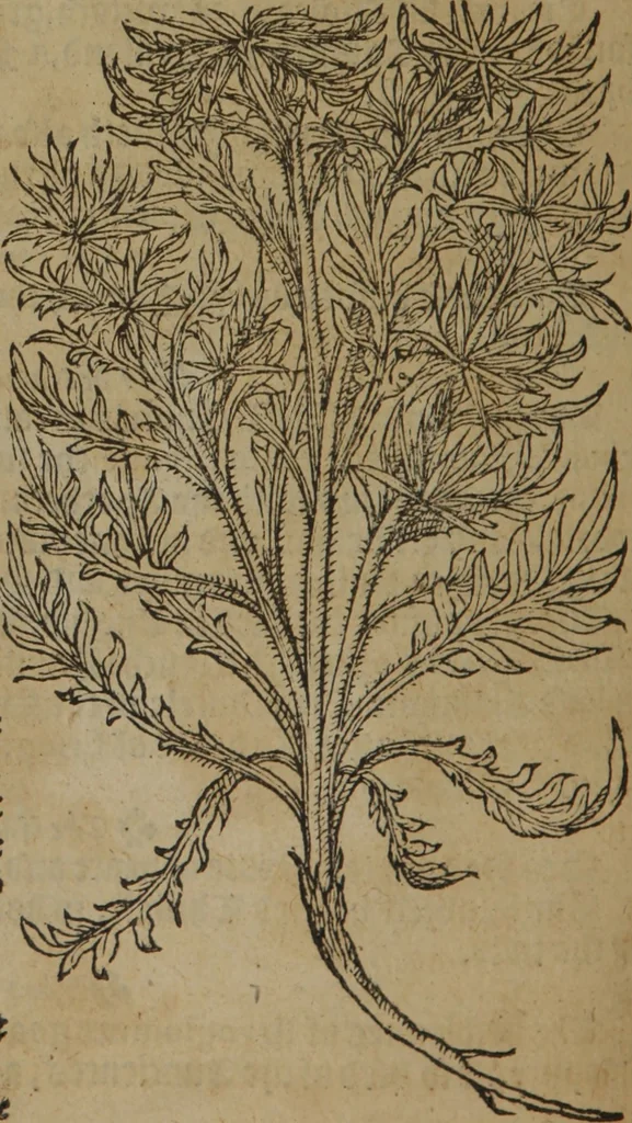 An illustration from A nievve herball, or Historie of plantes : wherein is contayned the whole discourse and perfect description of all sortes of herbes and plantes : their divers & sundry kindes ... and that not onely of those whiche are here growyng in this our countrie of Englande, but of all others also of forrayne realmes commonly used in physicke ; first set foorth in the Doutche or Almaigne tongue, 1578, leaf 547