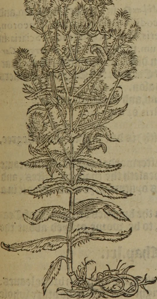 An illustration from A nievve herball, or Historie of plantes : wherein is contayned the whole discourse and perfect description of all sortes of herbes and plantes : their divers & sundry kindes ... and that not onely of those whiche are here growyng in this our countrie of Englande, but of all others also of forrayne realmes commonly used in physicke ; first set foorth in the Doutche or Almaigne tongue, 1578, leaf 548