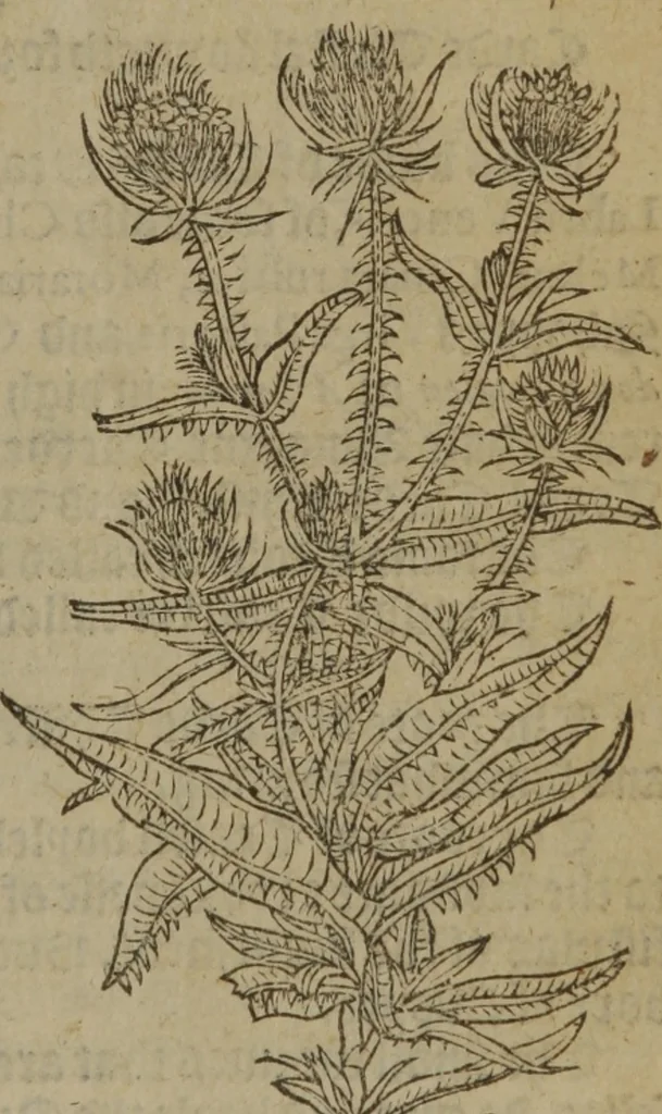 An illustration from A nievve herball, or Historie of plantes : wherein is contayned the whole discourse and perfect description of all sortes of herbes and plantes : their divers & sundry kindes ... and that not onely of those whiche are here growyng in this our countrie of Englande, but of all others also of forrayne realmes commonly used in physicke ; first set foorth in the Doutche or Almaigne tongue, 1578, leaf 548