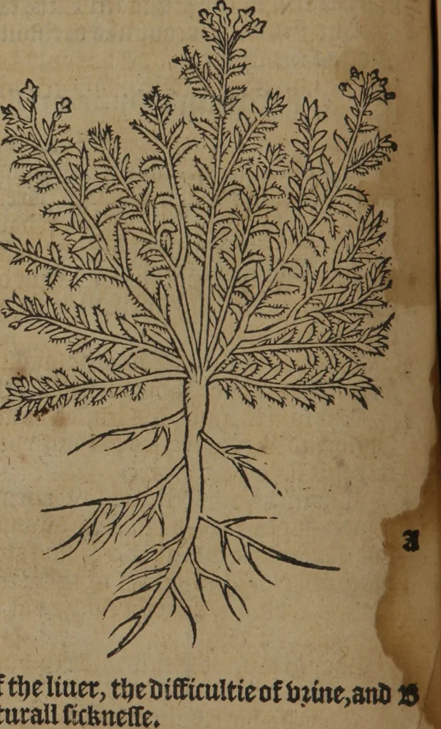 An illustration from A nievve herball, or Historie of plantes : wherein is contayned the whole discourse and perfect description of all sortes of herbes and plantes : their divers & sundry kindes ... and that not onely of those whiche are here growyng in this our countrie of Englande, but of all others also of forrayne realmes commonly used in physicke ; first set foorth in the Doutche or Almaigne tongue, 1578, leaf 55