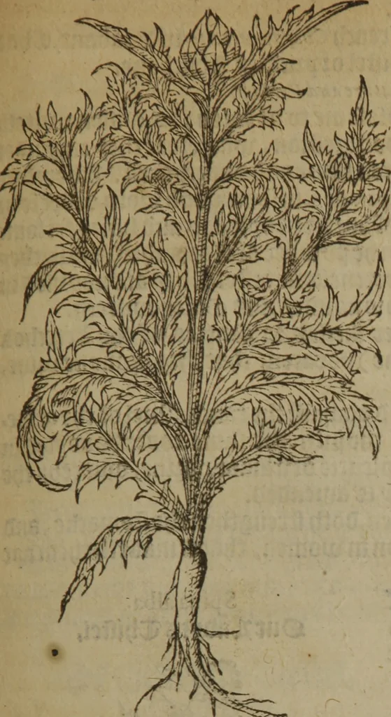 An illustration from A nievve herball, or Historie of plantes : wherein is contayned the whole discourse and perfect description of all sortes of herbes and plantes : their divers & sundry kindes ... and that not onely of those whiche are here growyng in this our countrie of Englande, but of all others also of forrayne realmes commonly used in physicke ; first set foorth in the Doutche or Almaigne tongue, 1578, leaf 550