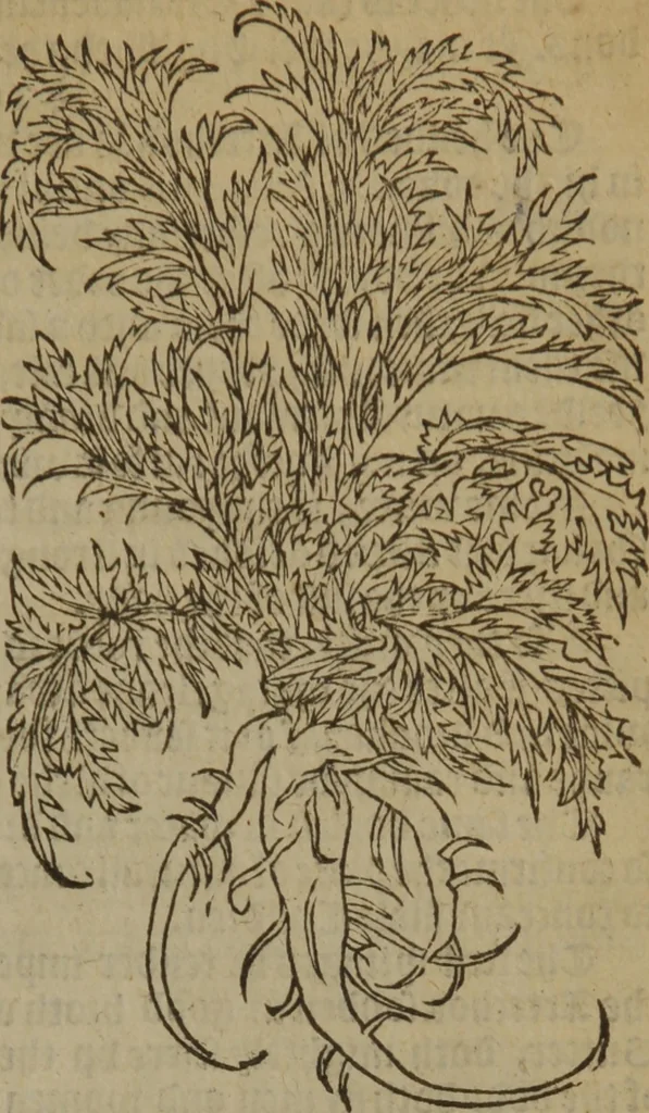 An illustration from A nievve herball, or Historie of plantes : wherein is contayned the whole discourse and perfect description of all sortes of herbes and plantes : their divers & sundry kindes ... and that not onely of those whiche are here growyng in this our countrie of Englande, but of all others also of forrayne realmes commonly used in physicke ; first set foorth in the Doutche or Almaigne tongue, 1578, leaf 550