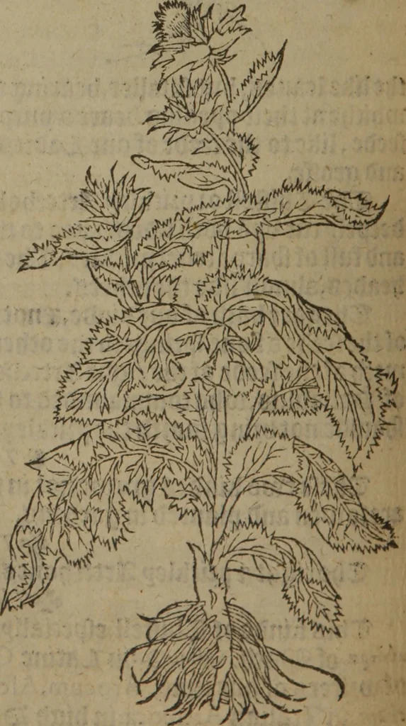 An illustration from A nievve herball, or Historie of plantes : wherein is contayned the whole discourse and perfect description of all sortes of herbes and plantes : their divers & sundry kindes ... and that not onely of those whiche are here growyng in this our countrie of Englande, but of all others also of forrayne realmes commonly used in physicke ; first set foorth in the Doutche or Almaigne tongue, 1578, leaf 551
