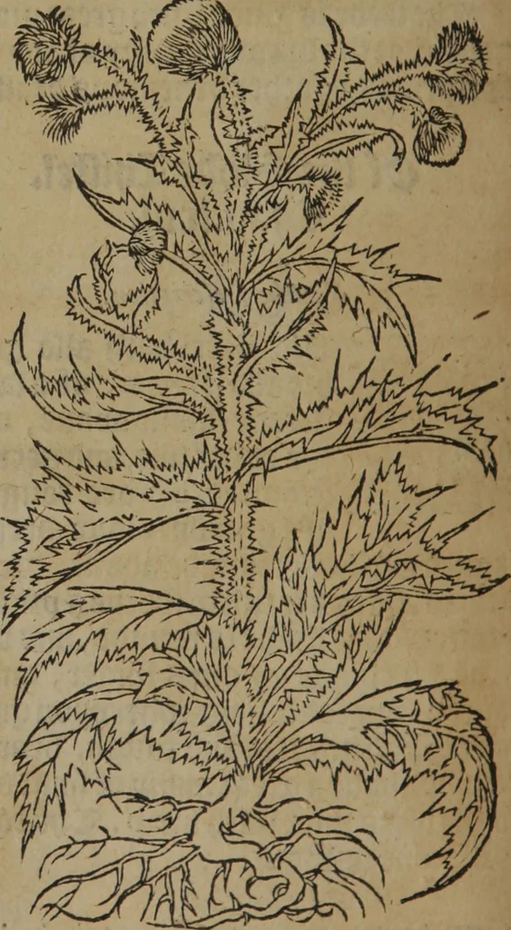 An illustration from A nievve herball, or Historie of plantes : wherein is contayned the whole discourse and perfect description of all sortes of herbes and plantes : their divers & sundry kindes ... and that not onely of those whiche are here growyng in this our countrie of Englande, but of all others also of forrayne realmes commonly used in physicke ; first set foorth in the Doutche or Almaigne tongue, 1578, leaf 553