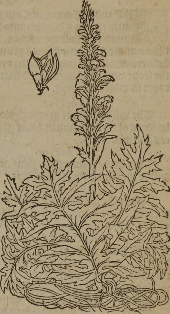 An illustration from A nievve herball, or Historie of plantes : wherein is contayned the whole discourse and perfect description of all sortes of herbes and plantes : their divers & sundry kindes ... and that not onely of those whiche are here growyng in this our countrie of Englande, but of all others also of forrayne realmes commonly used in physicke ; first set foorth in the Doutche or Almaigne tongue, 1578, leaf 554