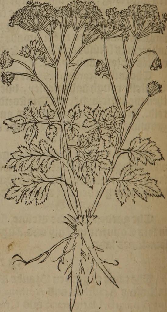 An illustration from A nievve herball, or Historie of plantes : wherein is contayned the whole discourse and perfect description of all sortes of herbes and plantes : their divers & sundry kindes ... and that not onely of those whiche are here growyng in this our countrie of Englande, but of all others also of forrayne realmes commonly used in physicke ; first set foorth in the Doutche or Almaigne tongue, 1578, leaf 555