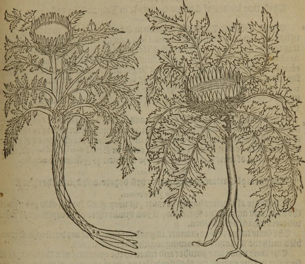 An illustration from A nievve herball, or Historie of plantes : wherein is contayned the whole discourse and perfect description of all sortes of herbes and plantes : their divers & sundry kindes ... and that not onely of those whiche are here growyng in this our countrie of Englande, but of all others also of forrayne realmes commonly used in physicke ; first set foorth in the Doutche or Almaigne tongue, 1578, leaf 556