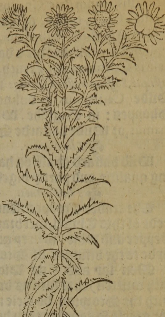 An illustration from A nievve herball, or Historie of plantes : wherein is contayned the whole discourse and perfect description of all sortes of herbes and plantes : their divers & sundry kindes ... and that not onely of those whiche are here growyng in this our countrie of Englande, but of all others also of forrayne realmes commonly used in physicke ; first set foorth in the Doutche or Almaigne tongue, 1578, leaf 558