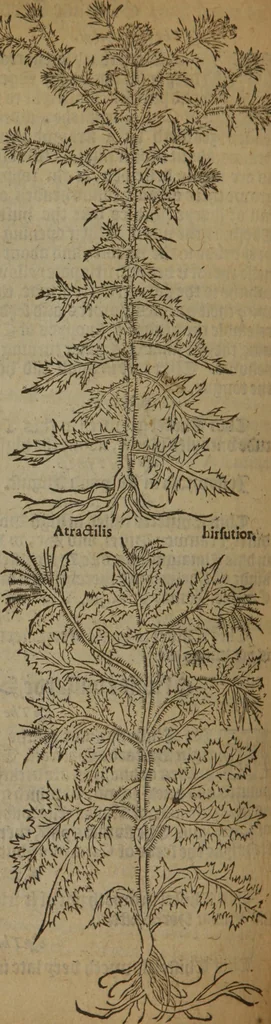 An illustration from A nievve herball, or Historie of plantes : wherein is contayned the whole discourse and perfect description of all sortes of herbes and plantes : their divers & sundry kindes ... and that not onely of those whiche are here growyng in this our countrie of Englande, but of all others also of forrayne realmes commonly used in physicke ; first set foorth in the Doutche or Almaigne tongue, 1578, leaf 559