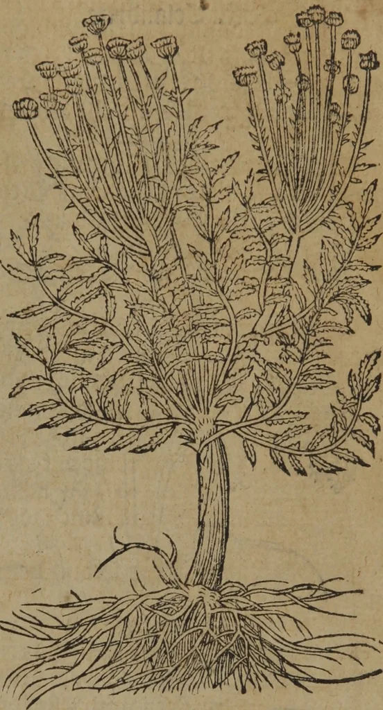 An illustration from A nievve herball, or Historie of plantes : wherein is contayned the whole discourse and perfect description of all sortes of herbes and plantes : their divers & sundry kindes ... and that not onely of those whiche are here growyng in this our countrie of Englande, but of all others also of forrayne realmes commonly used in physicke ; first set foorth in the Doutche or Almaigne tongue, 1578, leaf 56
