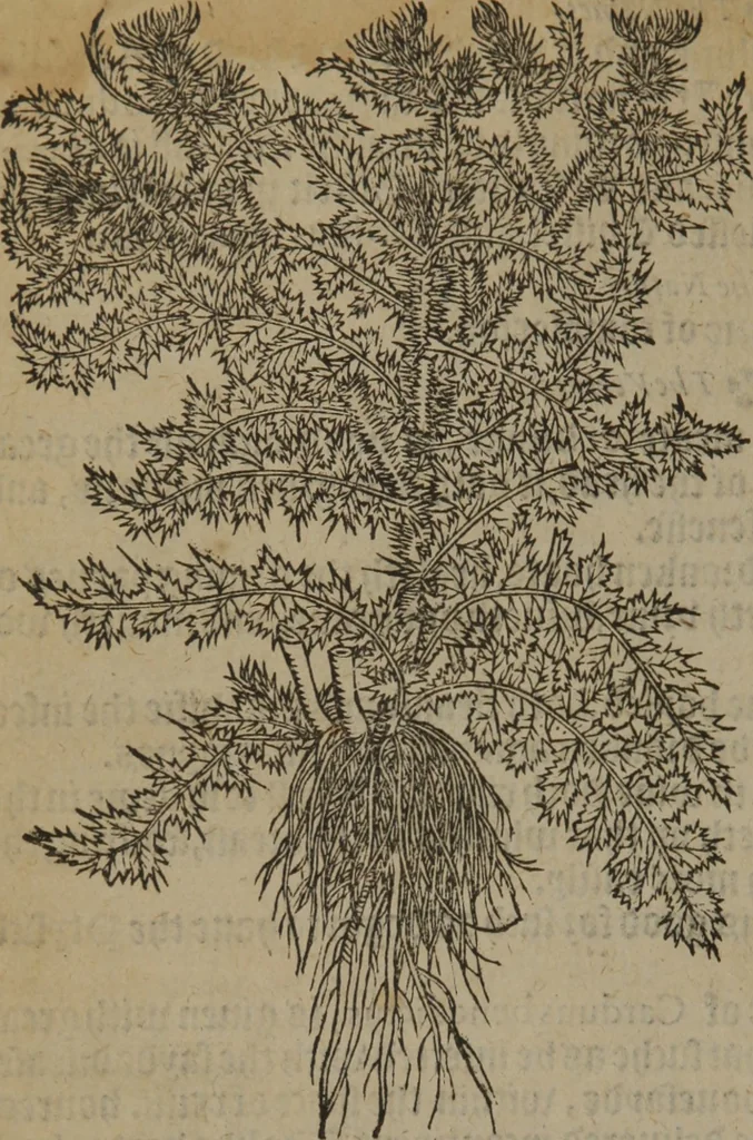 An illustration from A nievve herball, or Historie of plantes : wherein is contayned the whole discourse and perfect description of all sortes of herbes and plantes : their divers & sundry kindes ... and that not onely of those whiche are here growyng in this our countrie of Englande, but of all others also of forrayne realmes commonly used in physicke ; first set foorth in the Doutche or Almaigne tongue, 1578, leaf 561