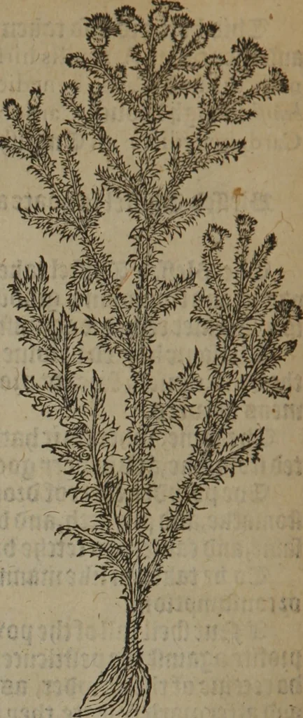 An illustration from A nievve herball, or Historie of plantes : wherein is contayned the whole discourse and perfect description of all sortes of herbes and plantes : their divers & sundry kindes ... and that not onely of those whiche are here growyng in this our countrie of Englande, but of all others also of forrayne realmes commonly used in physicke ; first set foorth in the Doutche or Almaigne tongue, 1578, leaf 561
